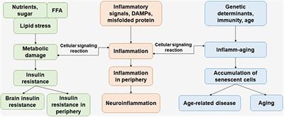 Inflamm-Aging and Brain Insulin Resistance: New Insights and Role of Life-style Strategies on Cognitive and Social Determinants in Aging and Neurodegeneration